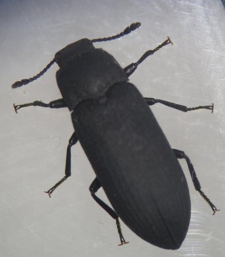 Cryphaeus cornutus